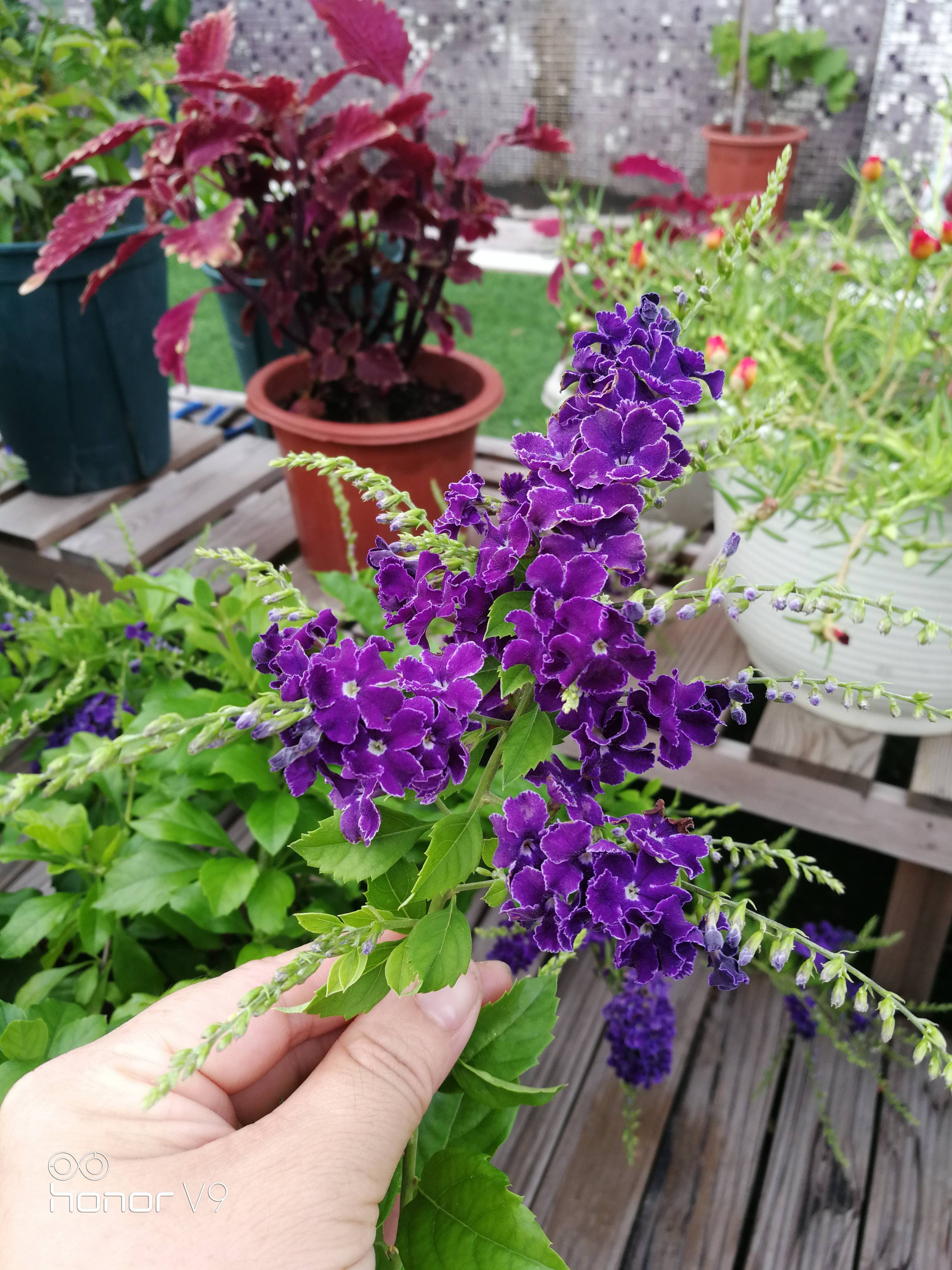 蕾丝金露花——花园里的蓝精灵