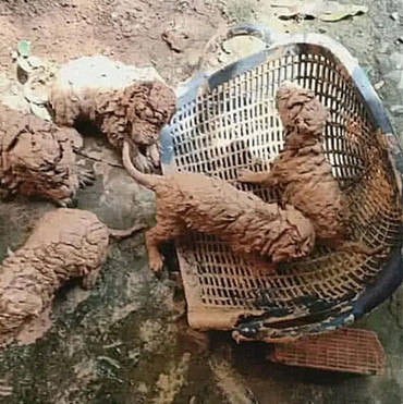 路上看到一窝小泥狗,男子不忍心带回洗干净,结果却差点崩溃了