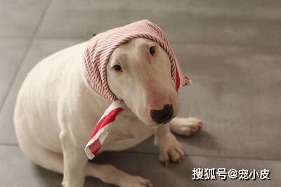 子宫蓄脓的前期症状是子宫内有大量积液,我们会看到狗狗的腹围明显