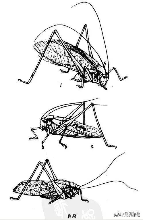 「国画教程」最全的昆虫白描图谱