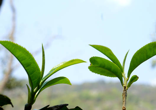 茶树是分为红茶树绿茶树白茶树吗其实大部分人都搞错了