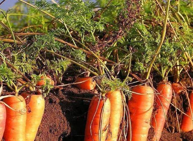 胡萝卜地下害虫的科学防治