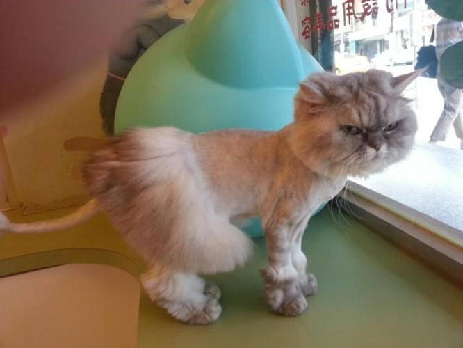 兽医小明科普:猫咪的毛发其实可以起到一定的保护作用,如果猫咪的毛发