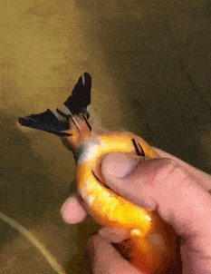 壁纸 动物 鸟 鸟类 雀 233_302 gif 动态图 动图