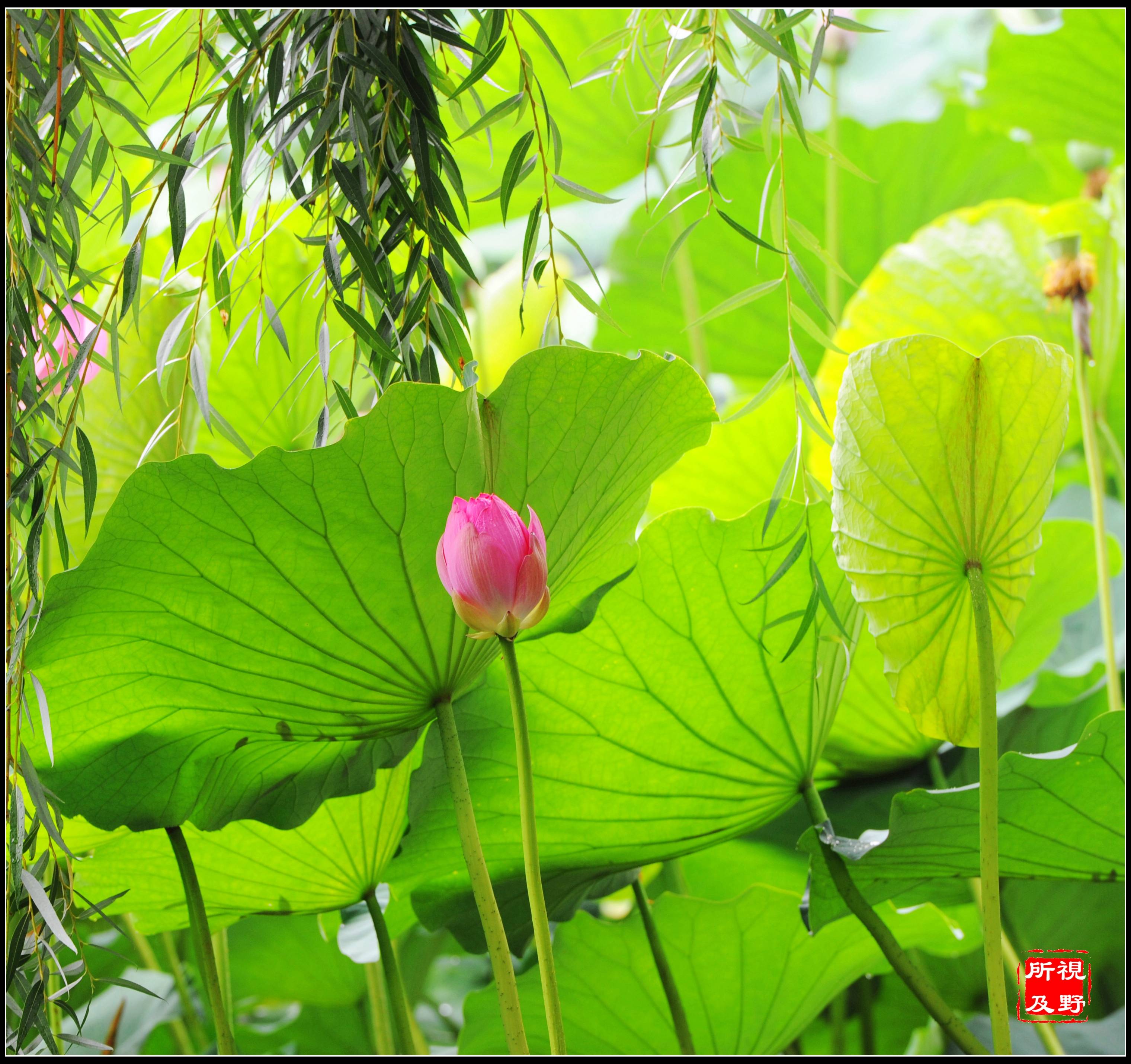 荷花|“映日荷花别样红”的官场故事