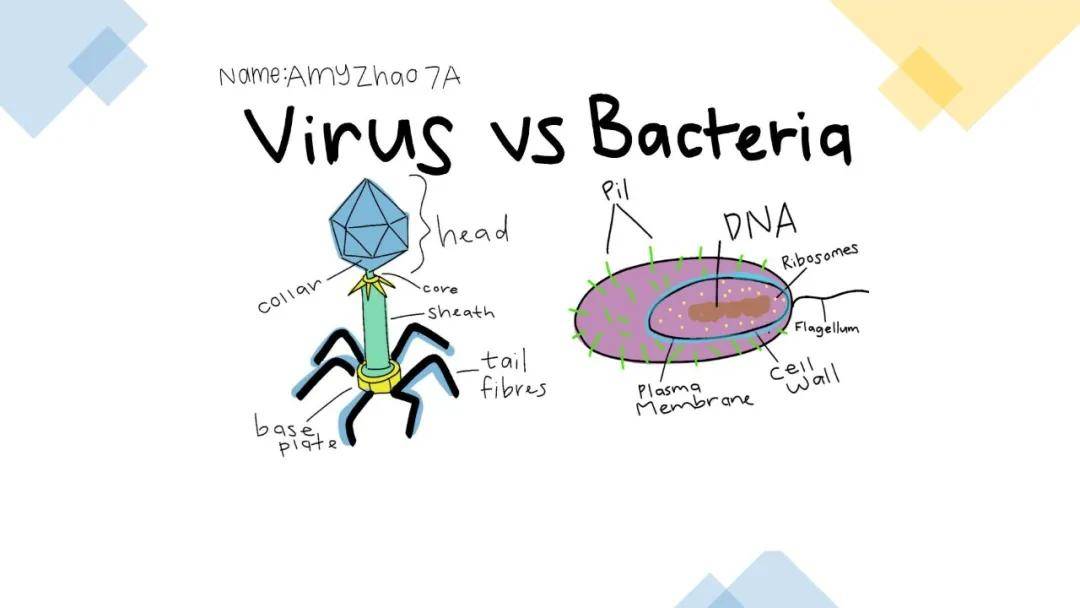 威达|艾威达告诉你：为什么探究式学习是最好的教育？