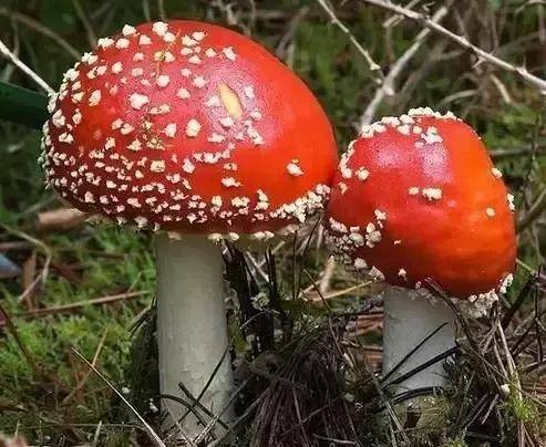 以下这些毒蘑菇不要吃!