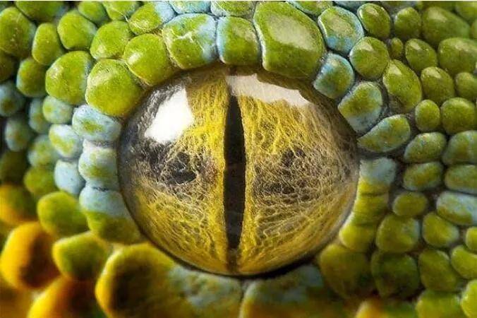这组图叫《动物瞳孔,感觉不同动物眼睛里有不同的宇宙,造物太神奇了