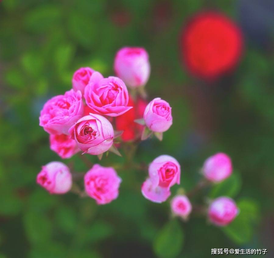 蔷薇就是藤本月季吗 df7a74ef06a44a409b31bf1c88600d06.jpeg