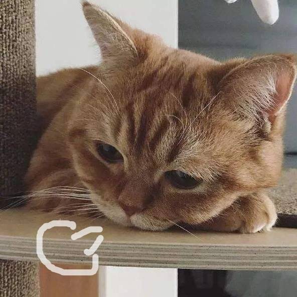 禁令|“美国禁令”大结局：为期9天的闹剧之后，一切照旧