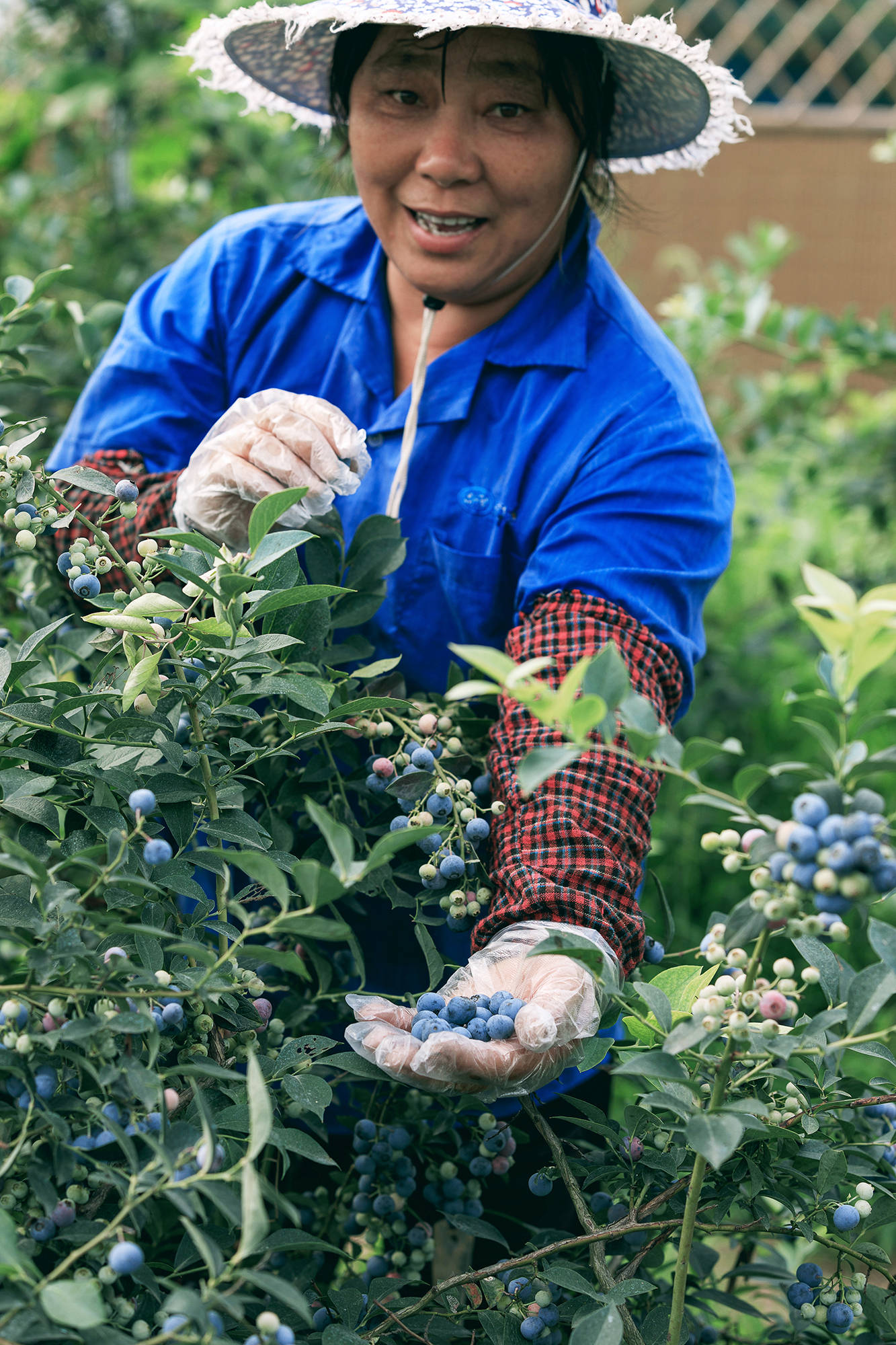 女人|正是蜜桃成熟时，番茄、蓝莓是伴娘夏风掠过北太湖