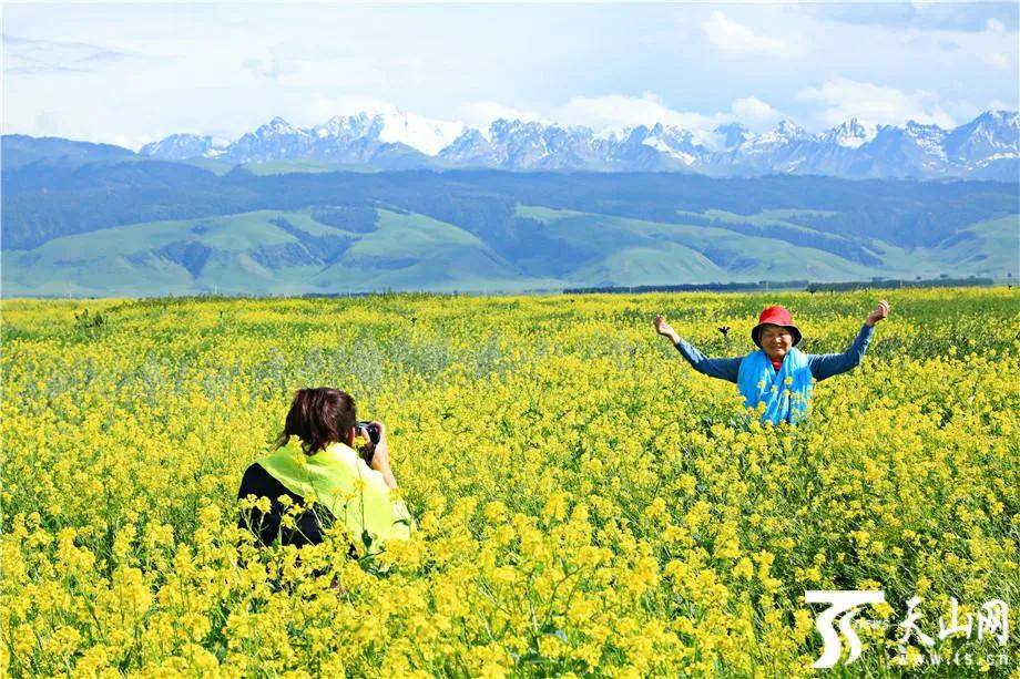 油菜花竞相绽放 在巴里坤哈萨克自治县 高家湖湿地景区 油菜花花海