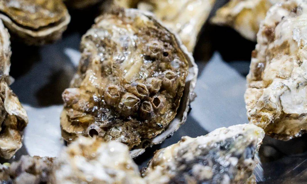 连唐僧|生蚝比47码皮鞋大，连唐僧都无法拒绝藏在昆明小区的老字号烧烤