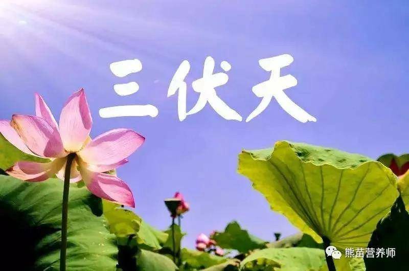 漫长的三伏天竟然要40天，我们要吃哪些食物会更舒服些？