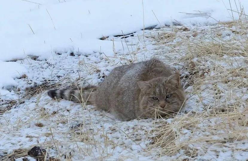 我国唯一猫科特产——"荒漠猫",被科学家拍到啦!