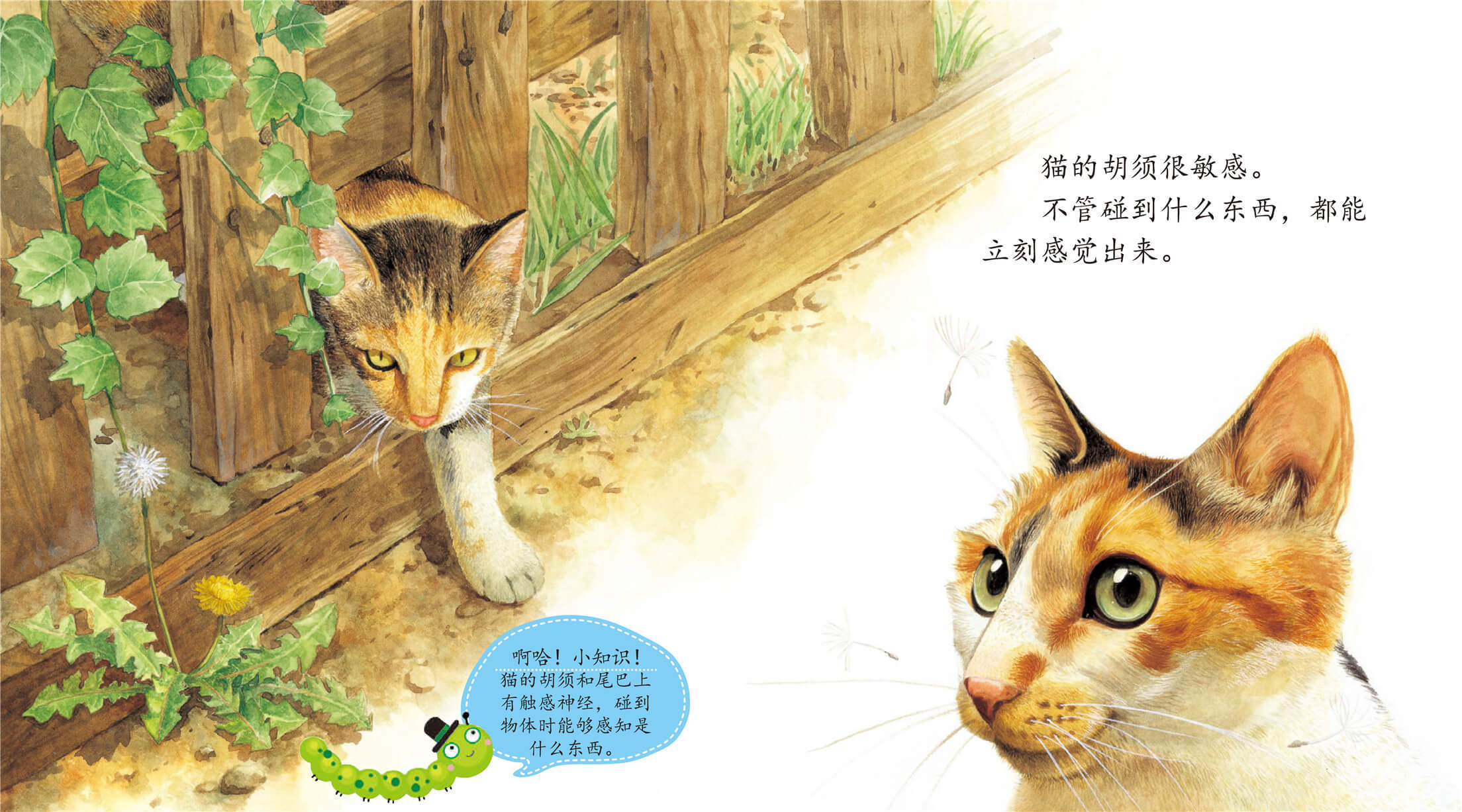 儿童绘本故事推荐《猫》