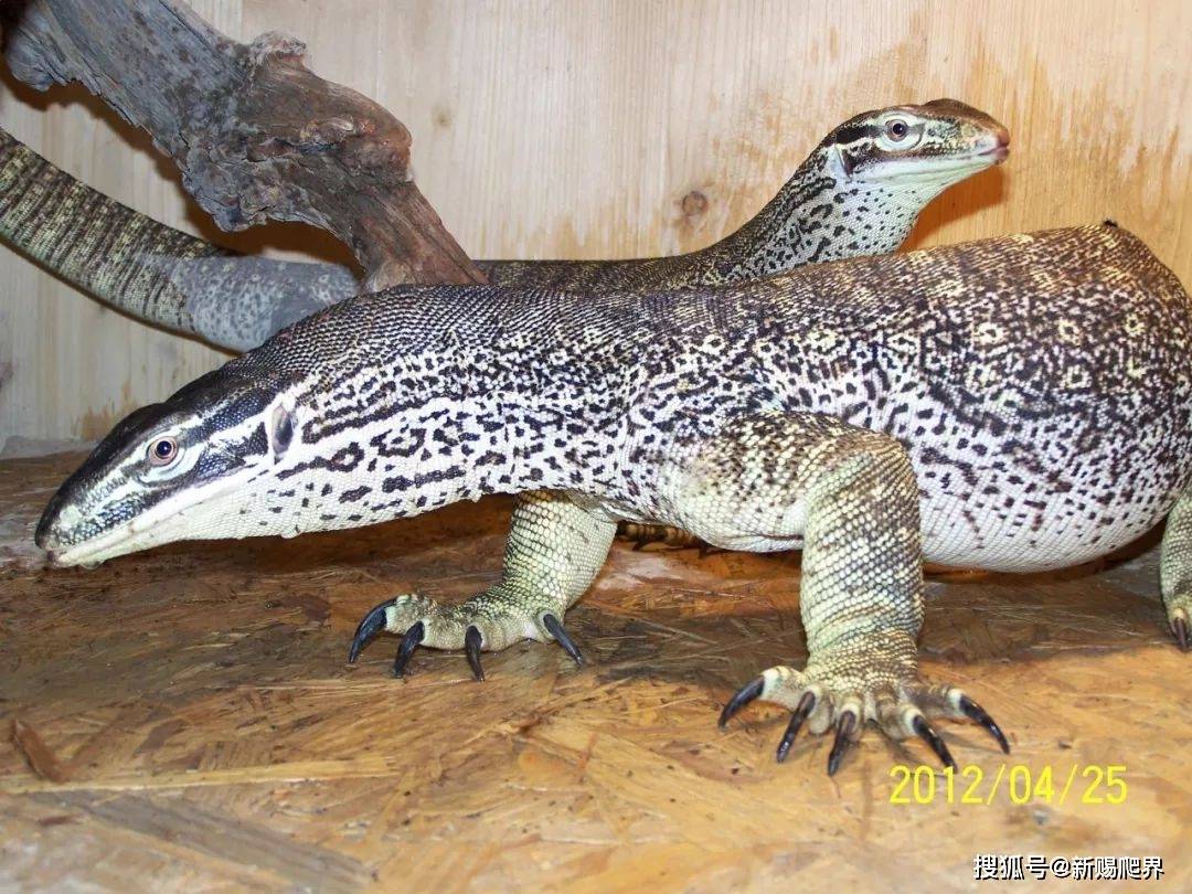 荒野小暴龙 varanus panoptes 砂巨蜥