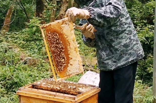 湘西深山养蜂人