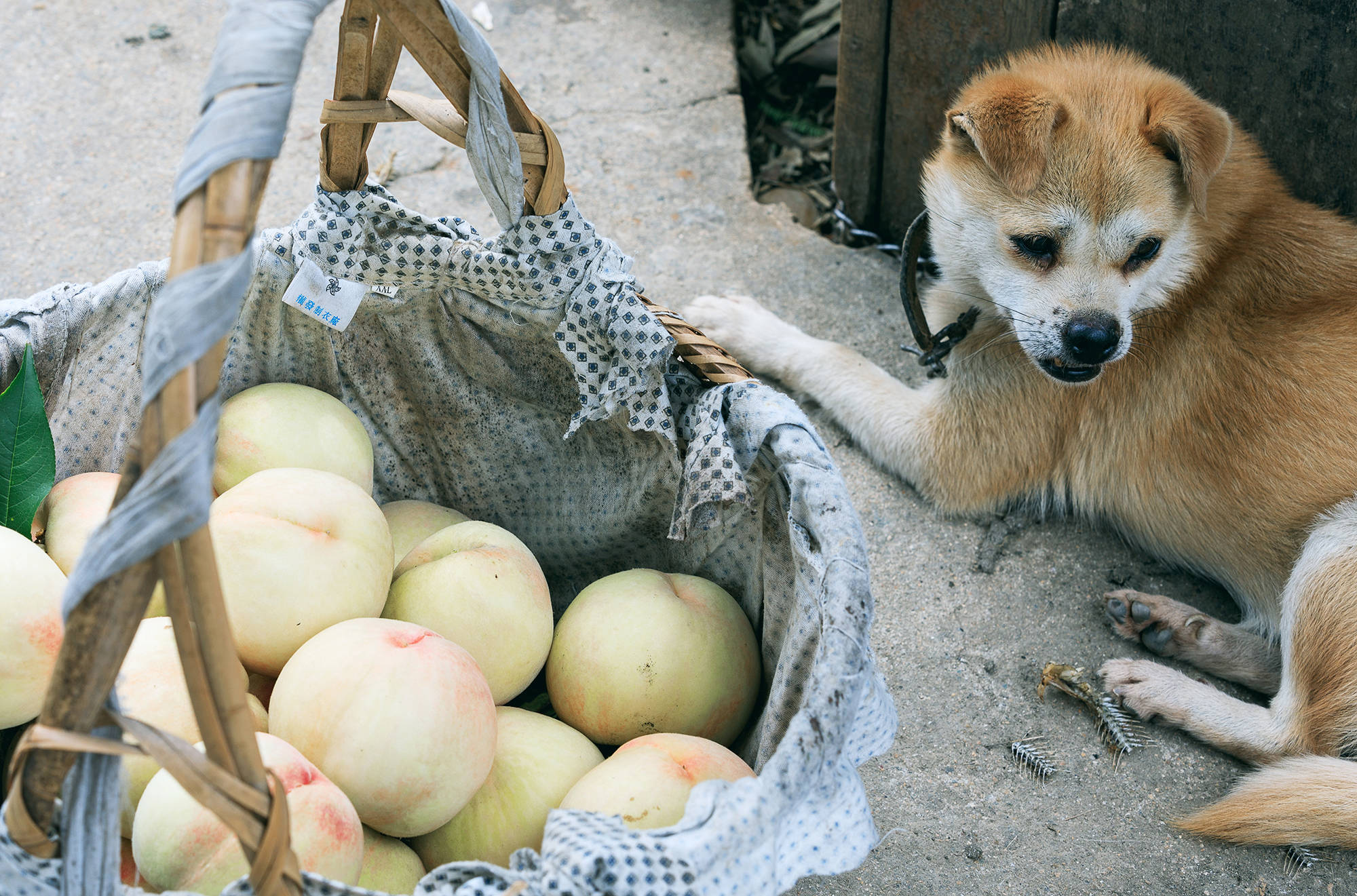 女人|正是蜜桃成熟时，番茄、蓝莓是伴娘夏风掠过北太湖