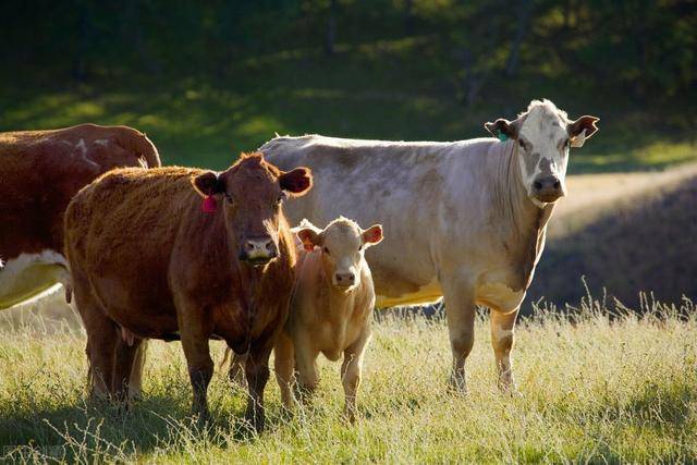 2020年肉牛养殖前景分析,养殖肉牛注意哪些?