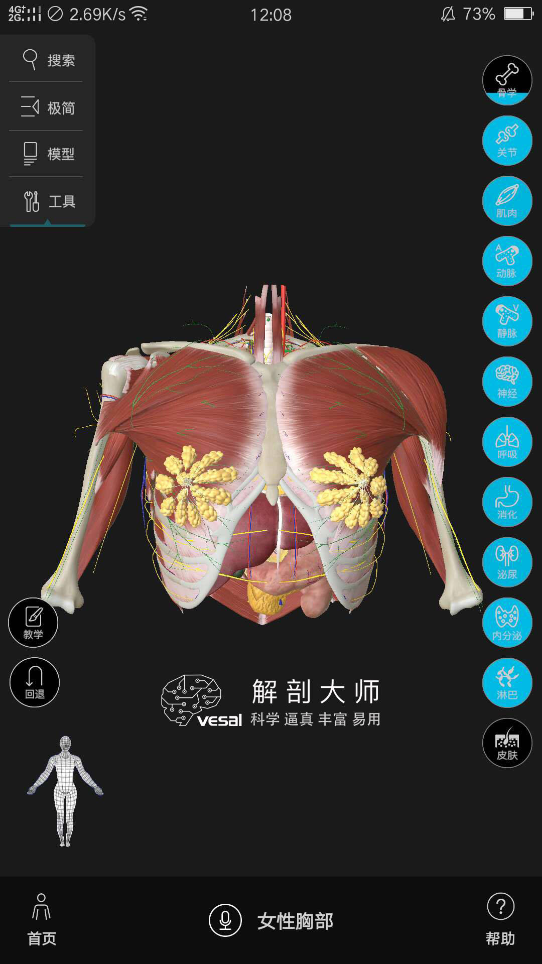 解剖大师   女性胸部