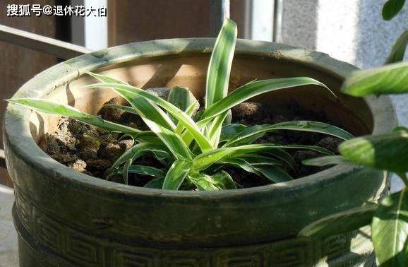 怎么养花才能爆根 2bd1123cbc5c48b194bfa25bef118b7f.jpeg