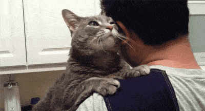 各位铲屎官,你可长点心吧!