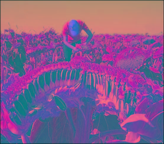 原料|恭喜一颗伴品牌加入微云展，2020掘金社交新零售！