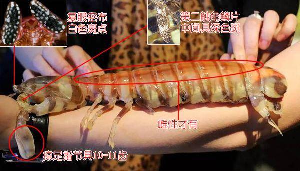 这种虾蛄便是前文提及的模仿伴侣,有个悲伤的证明:人类吃的斑琴虾蛄