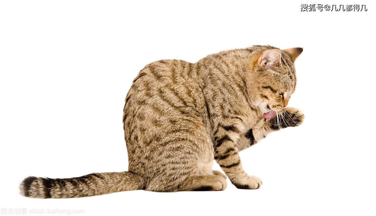 猫咪洗脸只是爱干净错了它还有你不知道的原因