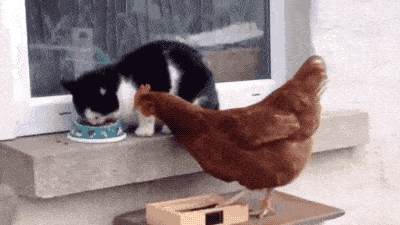 搞笑gif:新郎真幸福,这么多伴娘围在身边,新娘子都不高兴了!