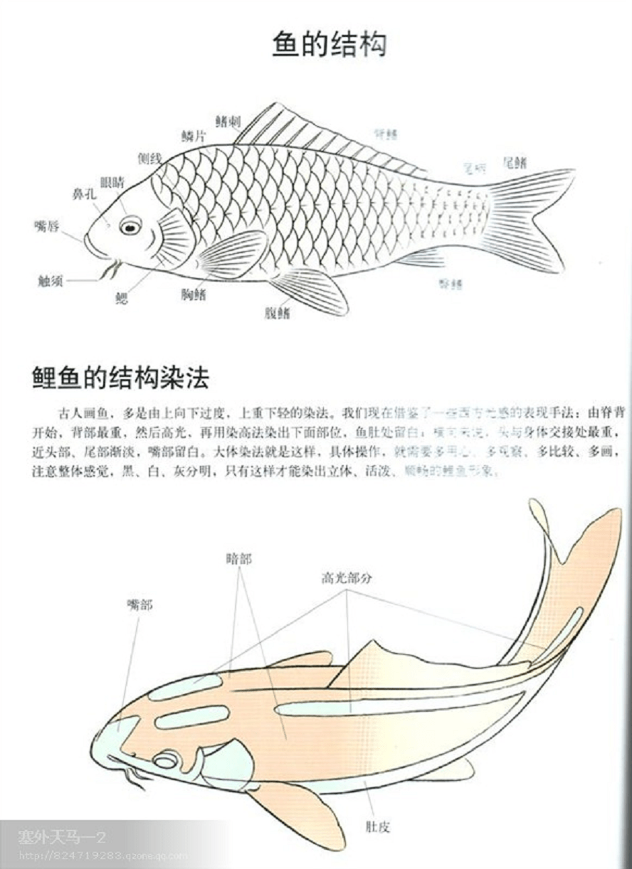 工笔鱼的画法并附图