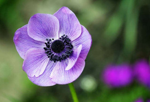 最爱紫色的银莲花太美了