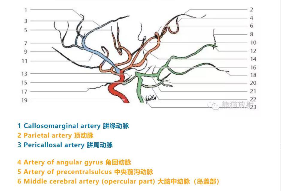 精彩的大脑血供区域图及血管解剖图(双语)