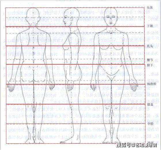 动漫漫画人体比例