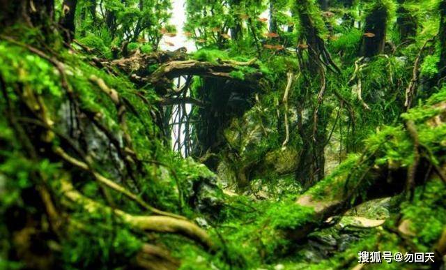 比赛的前十作品给大家欣赏~ 2016年ada世界水草造景大赛第一名作品