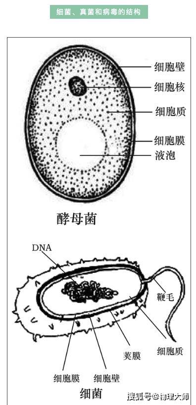 初中生物:考前必看的初中生物结构图,初中生提分好资料!