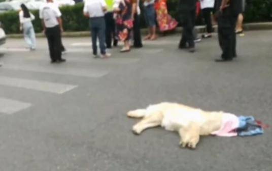 猖狂!遛狗不栓绳爱犬被撞死,狗主人驾车追撞肇事车辆