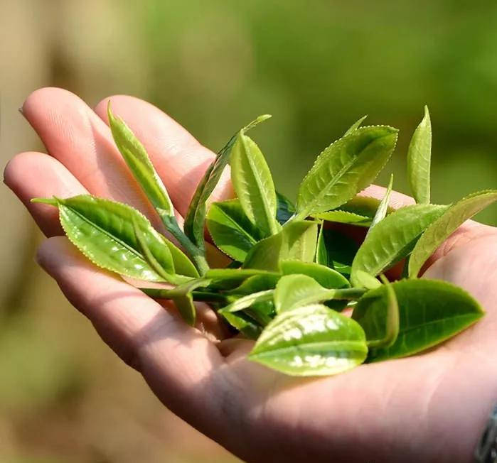 茶叶|【干货分享】江内古六大茶山之倚邦古茶山