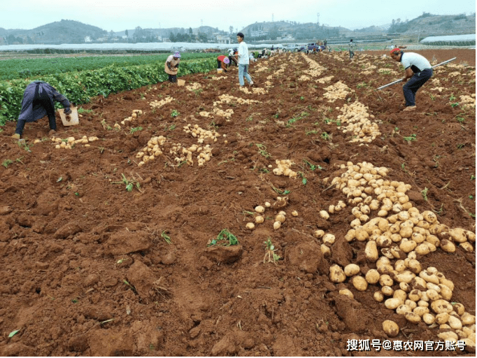 从种植户到贸易商,新手夫妇用惠农代卖一个月销售土豆