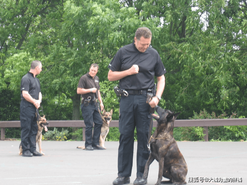 原创14岁警犬生病去世拉布拉多从早到晚趴在坟前告别昔日战友