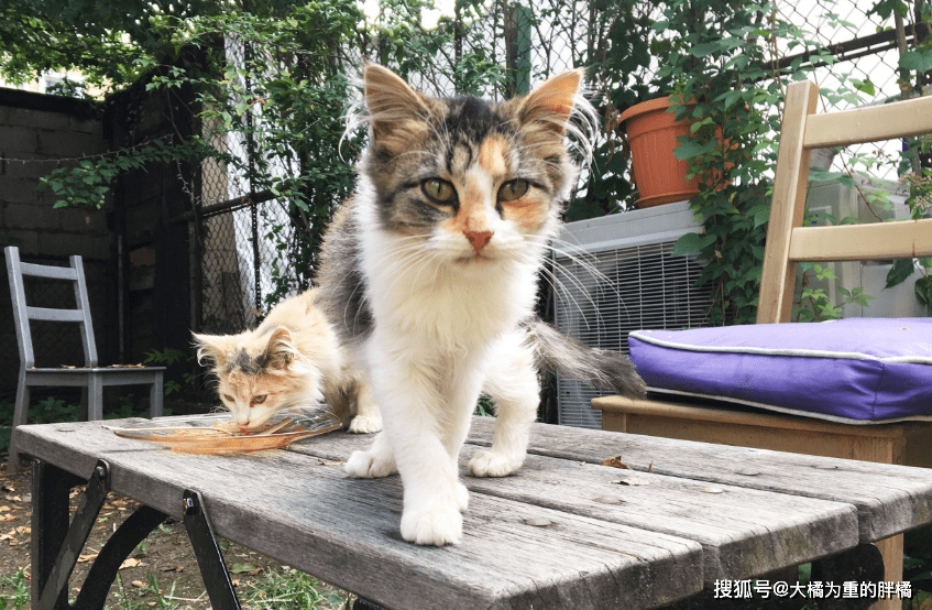 怎么才能快速找到猫咪 5239b08cc7934bdbaa5a59f61d07de79.png