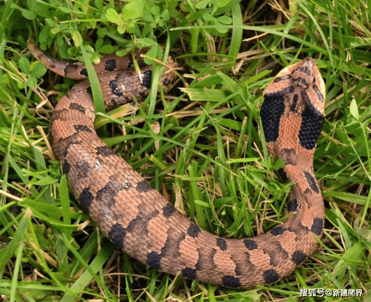 美帝蛤蟆杀手--heterodon platyrhinos东部猪鼻蛇