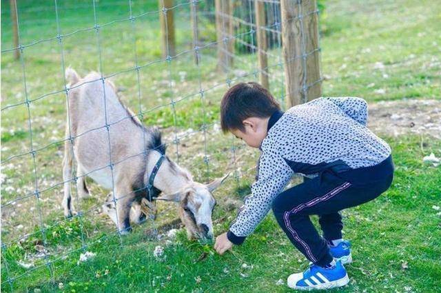 圈养|邓超“散养”儿子，蔡国庆“圈养”儿子，如今两个孩子差别明显