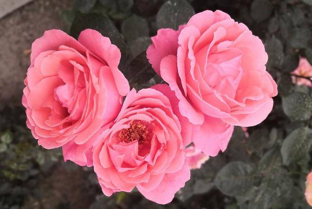 省份|数据告诉你，你考研报考的地区到底有多难？