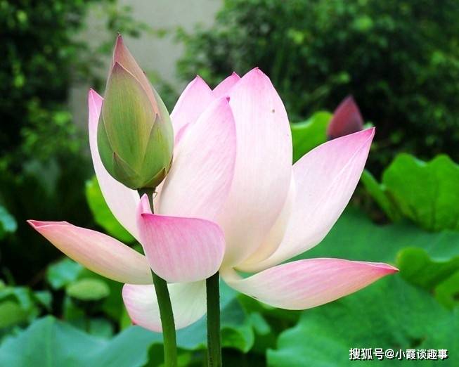 网上很火的人生感悟句子,句句有深度,让人一读再读