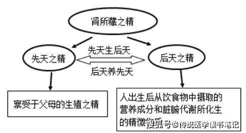 其一,肾藏先天之精,是生命起源的物质基础;其二,肾精能化生"天癸.