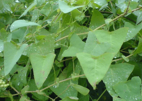 俗称蛇不过,浑身长满倒刺,农村娃当零食吃,晒干后20元1斤_植物