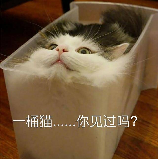 6c91b017aecd43a2876b6ff3bef0260a.jpeg