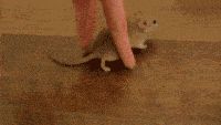 搞笑gif:女生宿舍的常规操作,那绝对都是高手